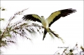 Swallow-tailed-Kite;Elanoides-forficatus;Kite;Flight;Birds-of-Prey;curved-beak;h